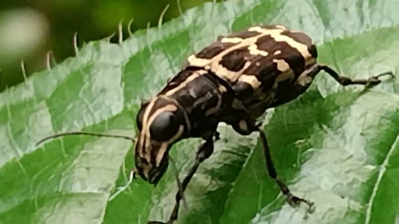 beautiful insect species /insect