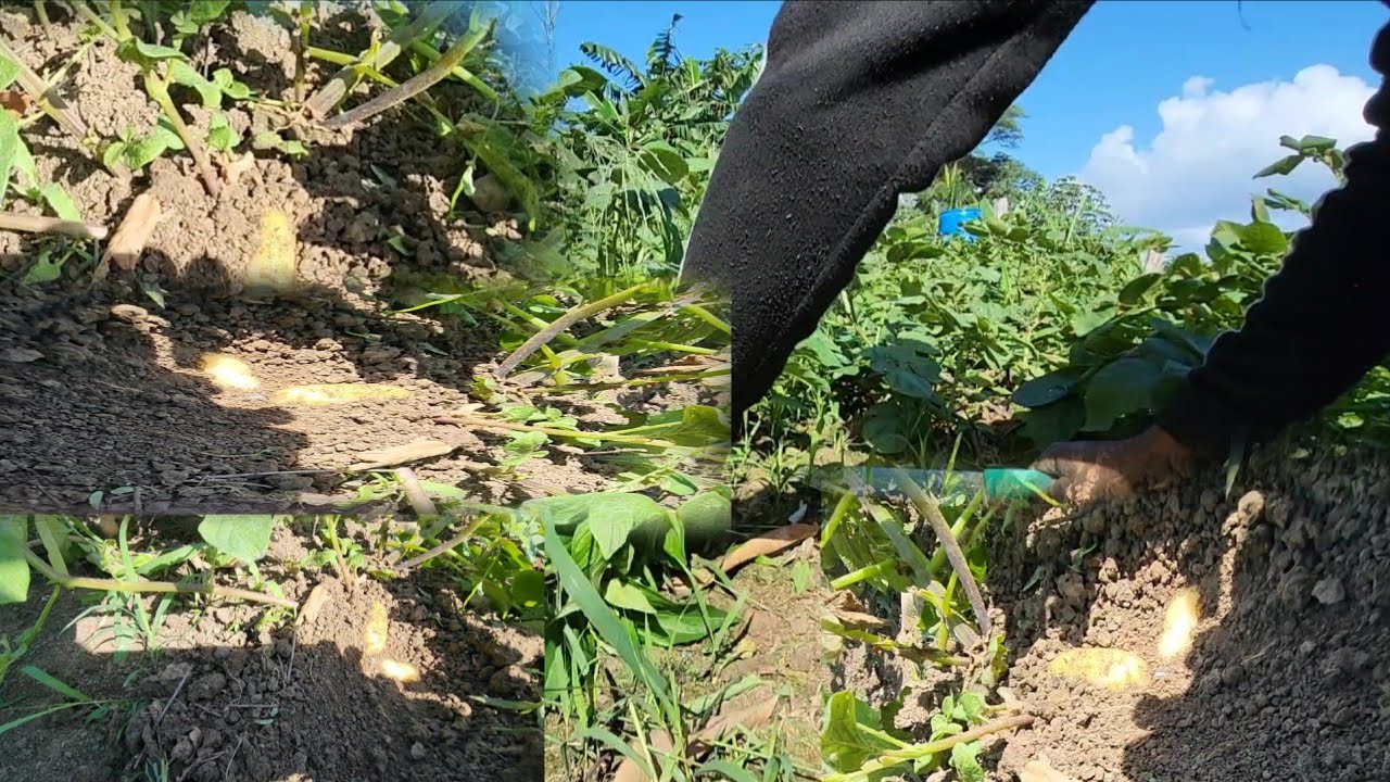 Weeding out the sweet potatoes and showing you that they are bearing 