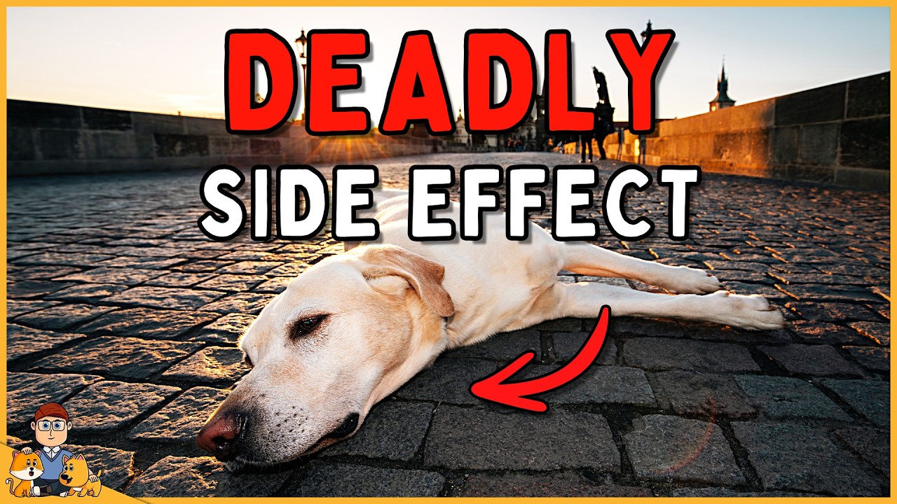 The dog pain killer side effect nobody is talking about (veterinarian reveals)