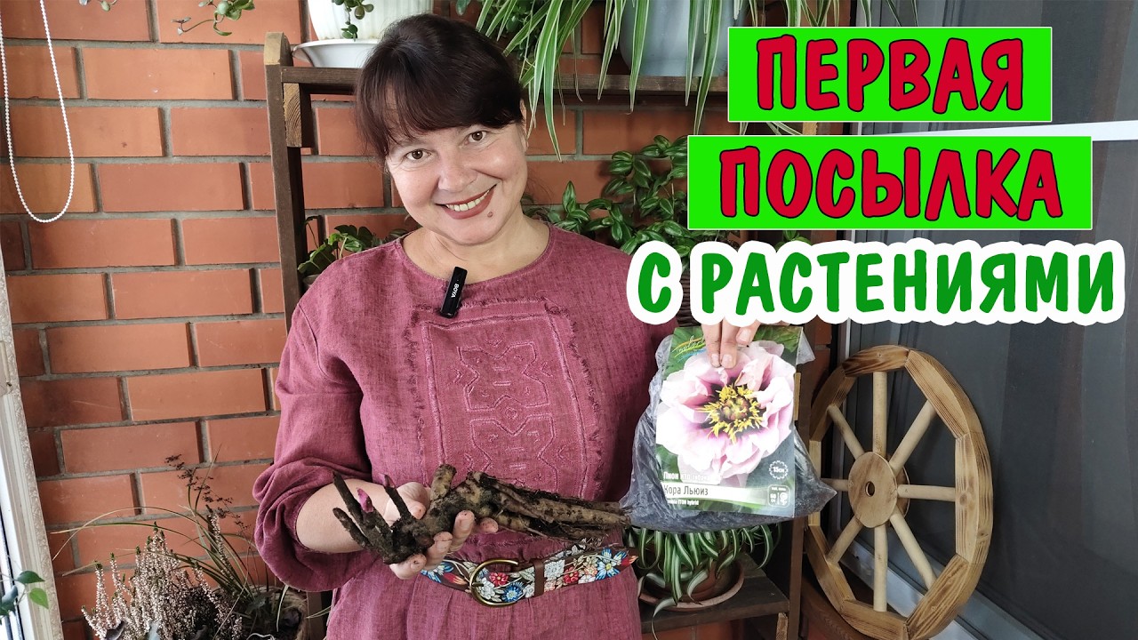 Первая ПОСЫЛКА и первые РАСТЕНИЯ. Шикарные пионы, лучший шалфей и морозник! Сохраняем до посадки.