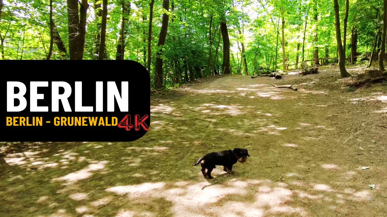 Berlin - Grunewald Forest (Grunewaldsee Area) I 4K I Relaxing Walking Tour I No Music I Part I