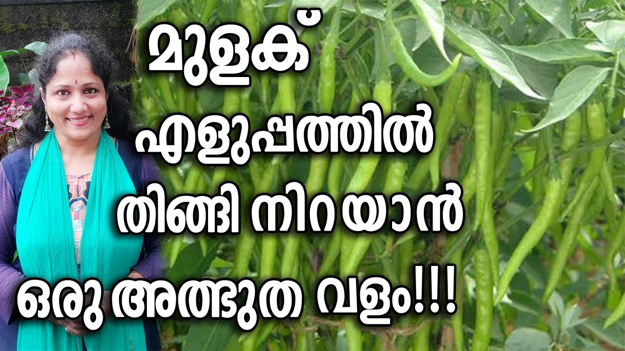 മുളക് എളുപ്പത്തിൽ തിങ്ങി നിറയാൻ ഒരു അത്ഭുത വളം!!! | Pacha mulaku krishi Malayalam