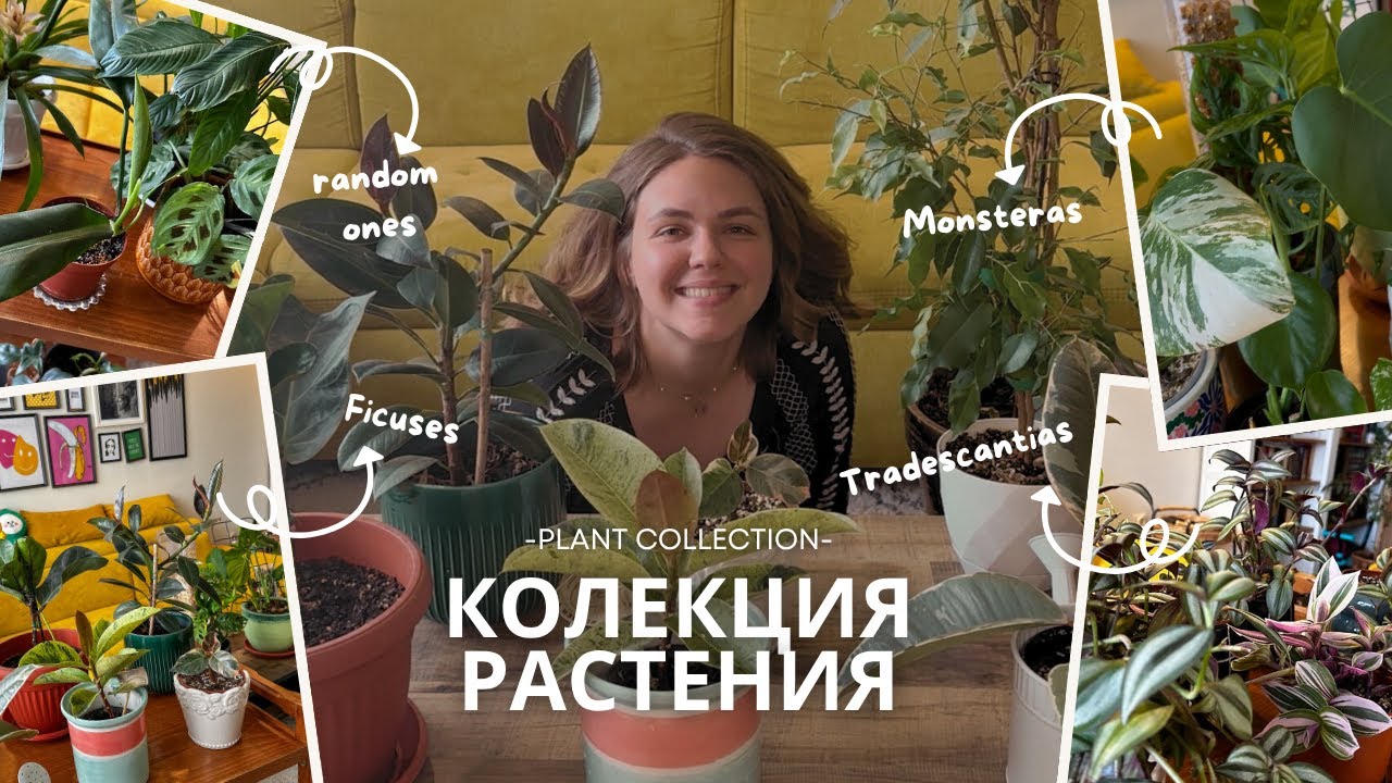 Колекция растения 🌱 Plant Collection