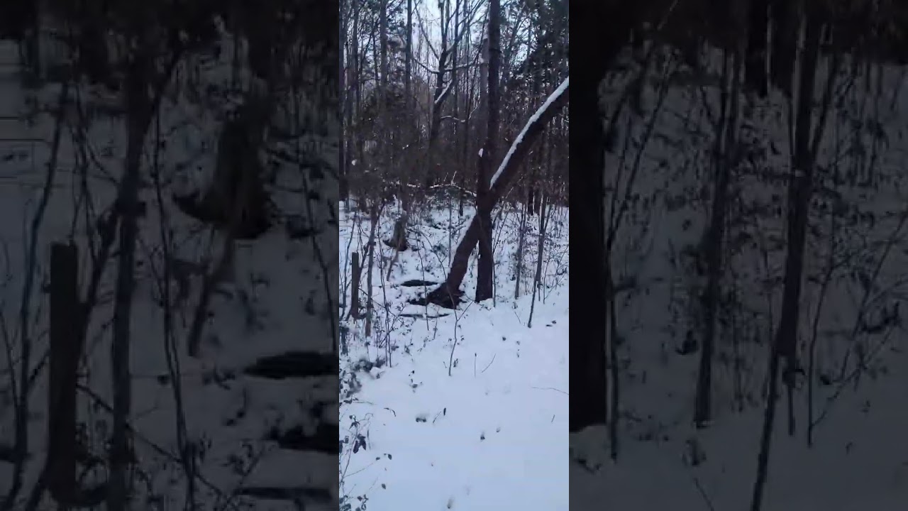 Backyard Nature Trail at Dusk after Snowfall 2