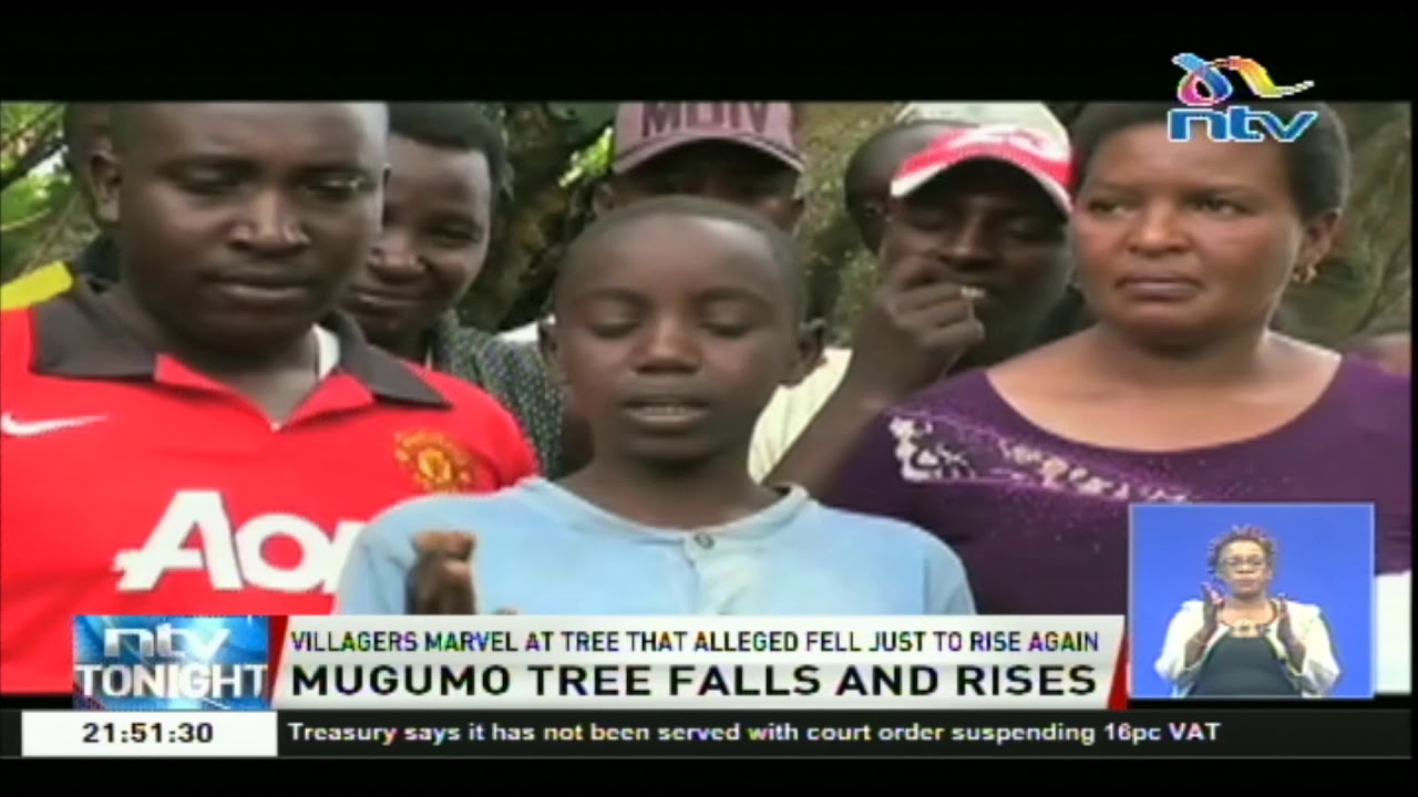 Villagers marvel at Mugumo tree that alleged fell just to rise again