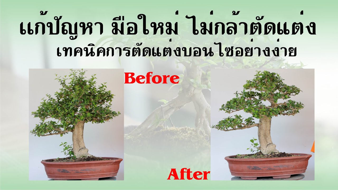 Bonsai Station [บอนไซมือใหม่ป้ายแดง] EP.41 มือใหม่หัดตัดแต่ง