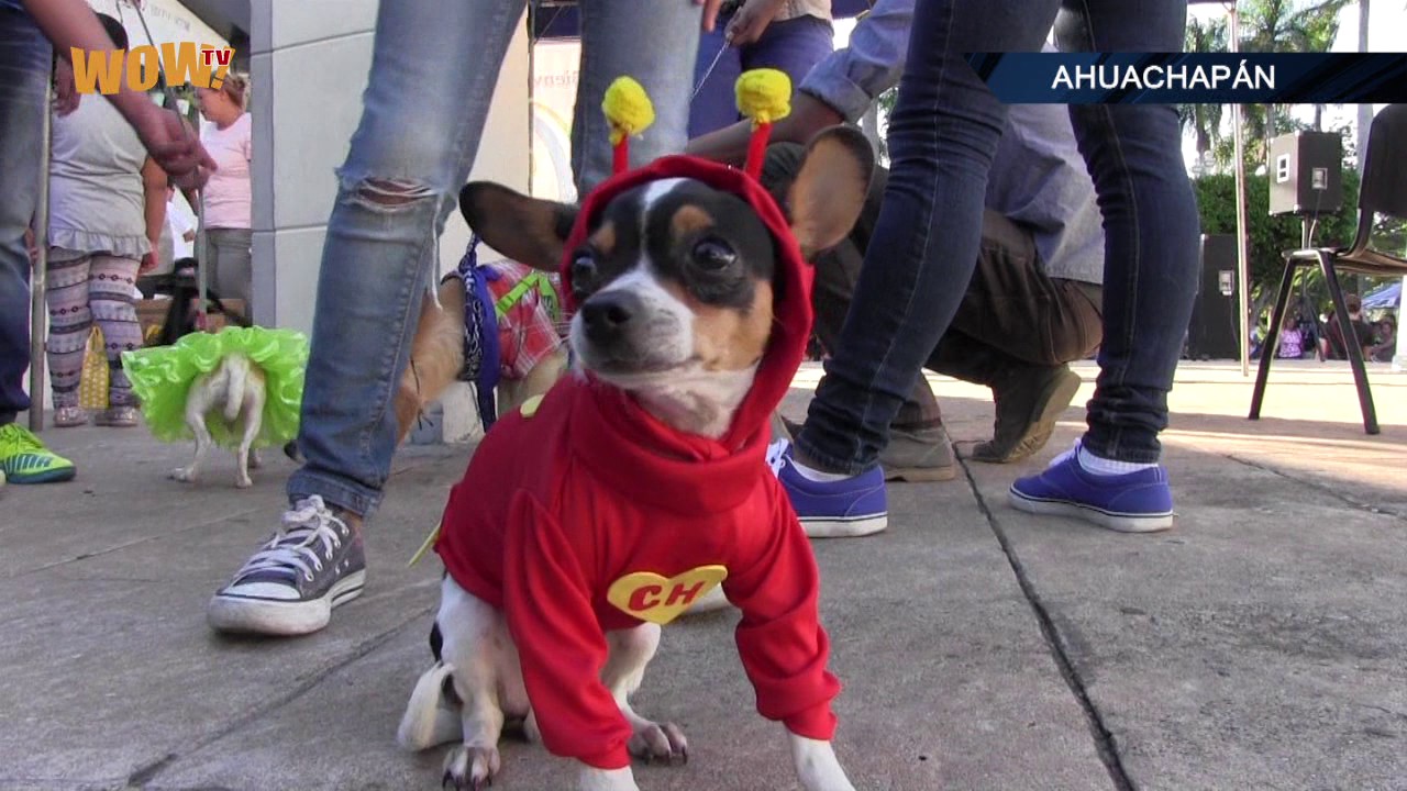 Concurso de disfraces para mascotas