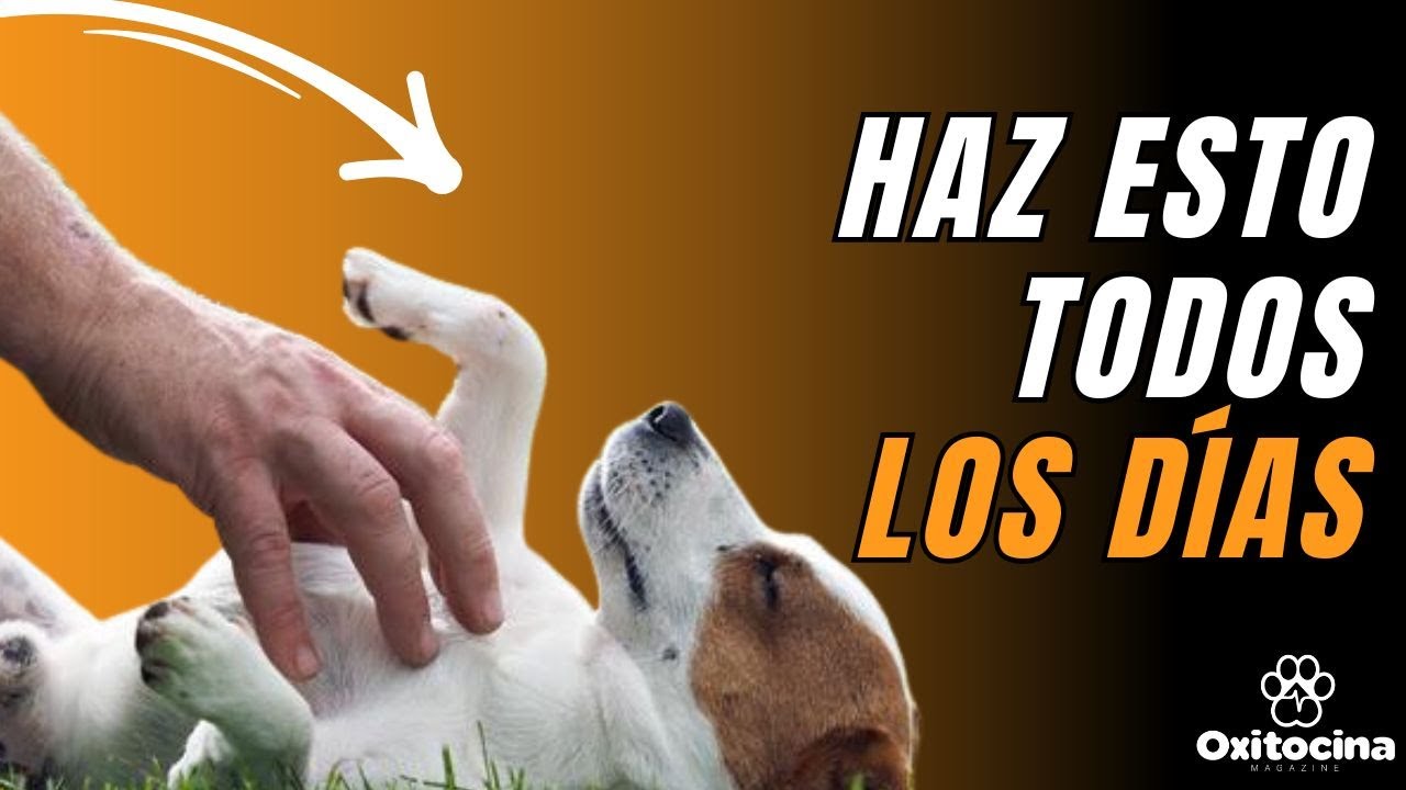 9 COSAS QUE A TU PERRO LE GUSTAN seg&uacute;n la ciencia