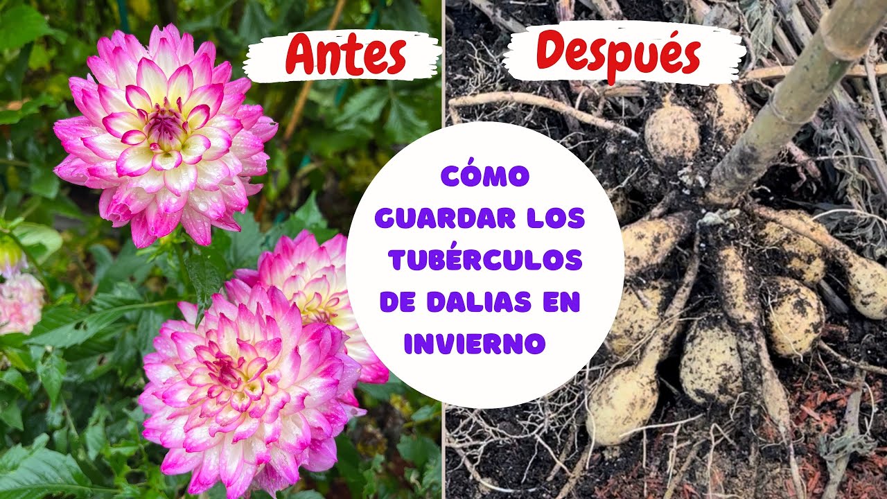 Cómo Guardar los tubérculos de dalias en invierno