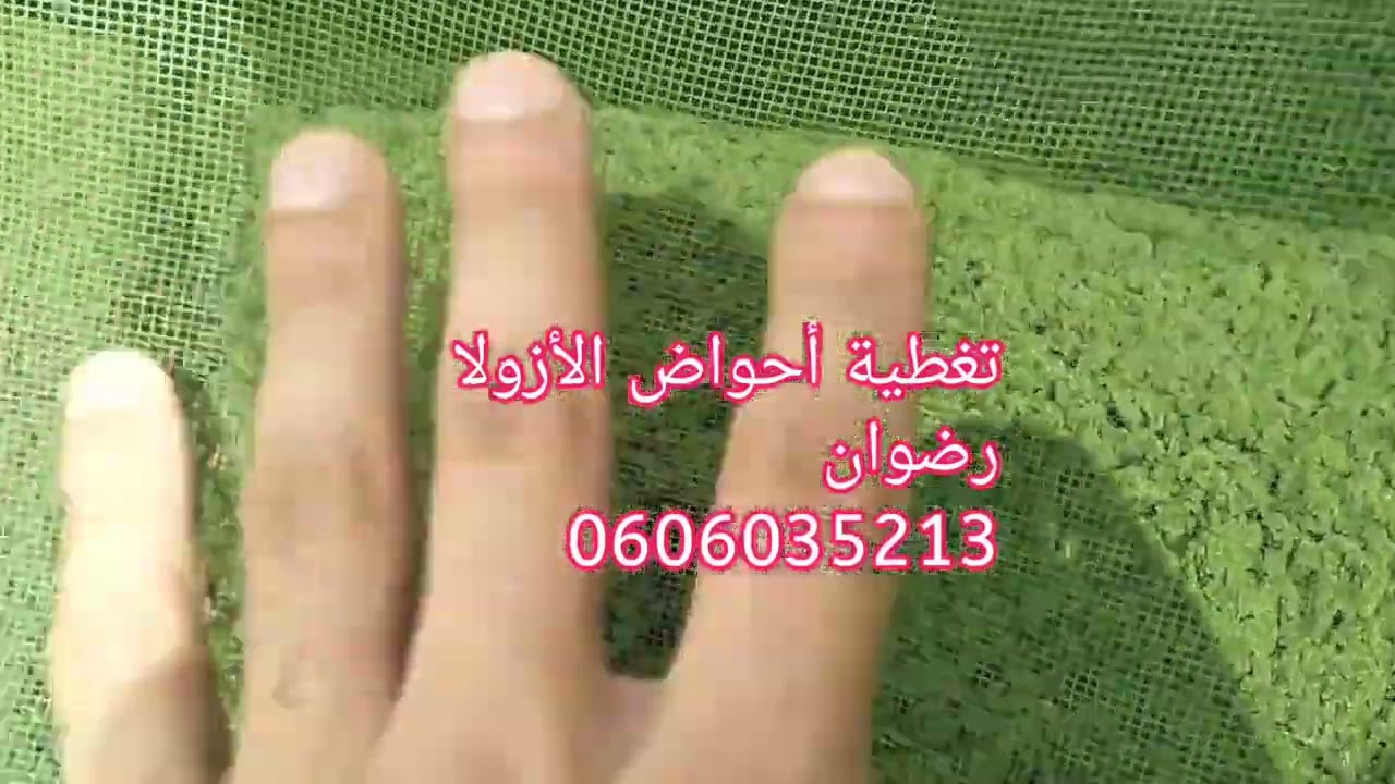 معلومات حول تغطية أحواض الأزولا