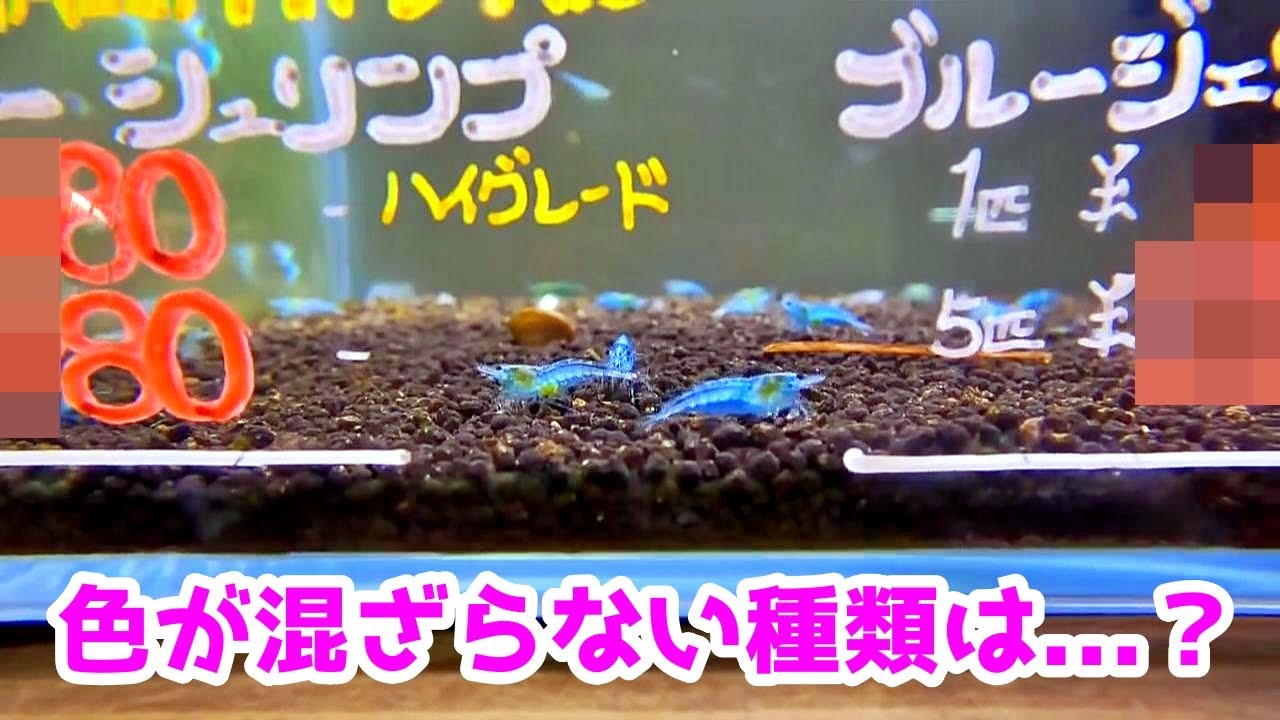 チェリーシュリンプの交雑について豆知識を披露する山田氏【トールマンTV切り抜き】