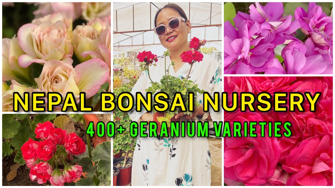 Geranium plant || Geranium flower varieties || Nepal Bonsai Nursery visit 
