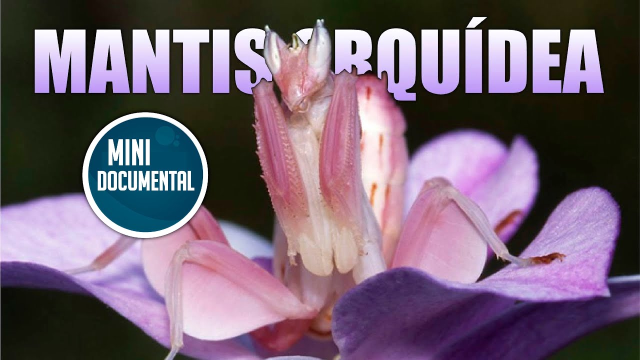 Mantis orqu&iacute;dea (mini documental)