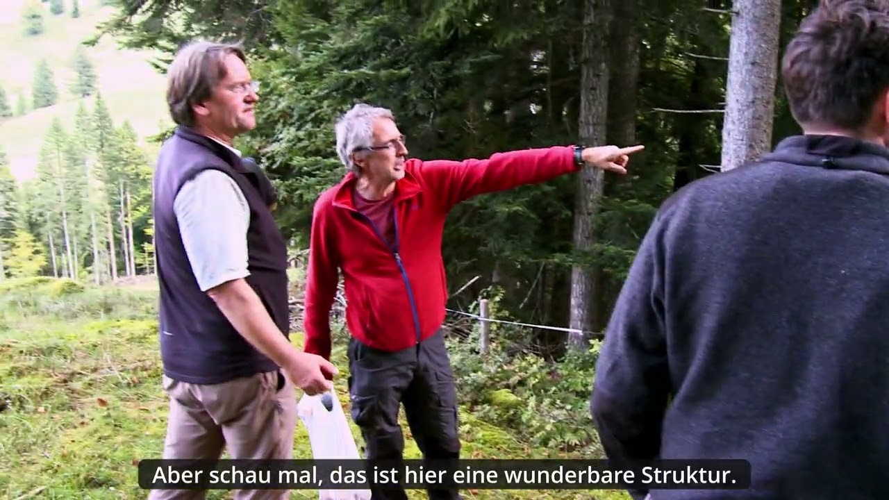 Folge 14 Durchforstung durch gezielte Fichtenentfernung