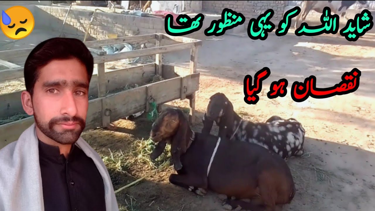 Shayad Allah ko yahi manzoor tha | Goat lost its baby | Sad moment