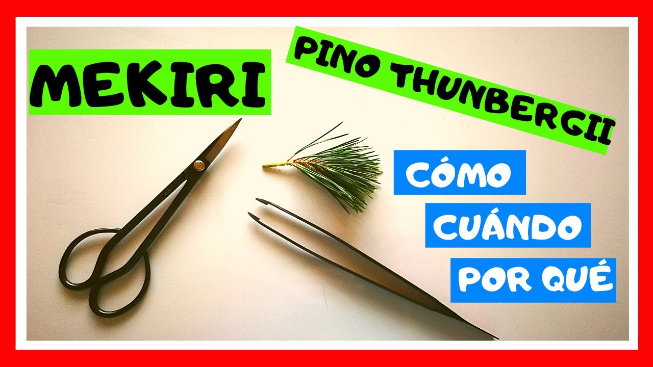 ✂️MEKIRI PINO THUNBERGII✂️como, cuando y porque