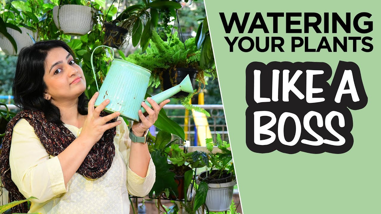 How to water your Plants like a boss | Master watering your plants | Care, Tips and Ideas