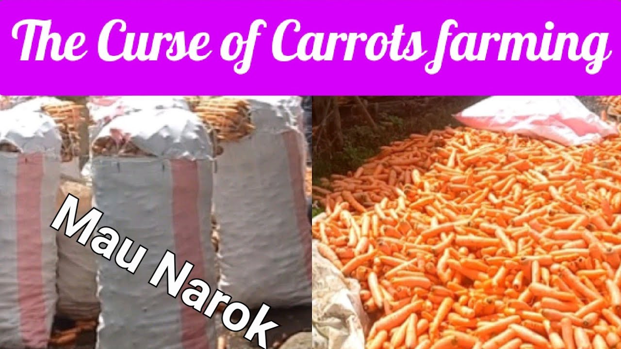 Carrots farming at Mau Narok