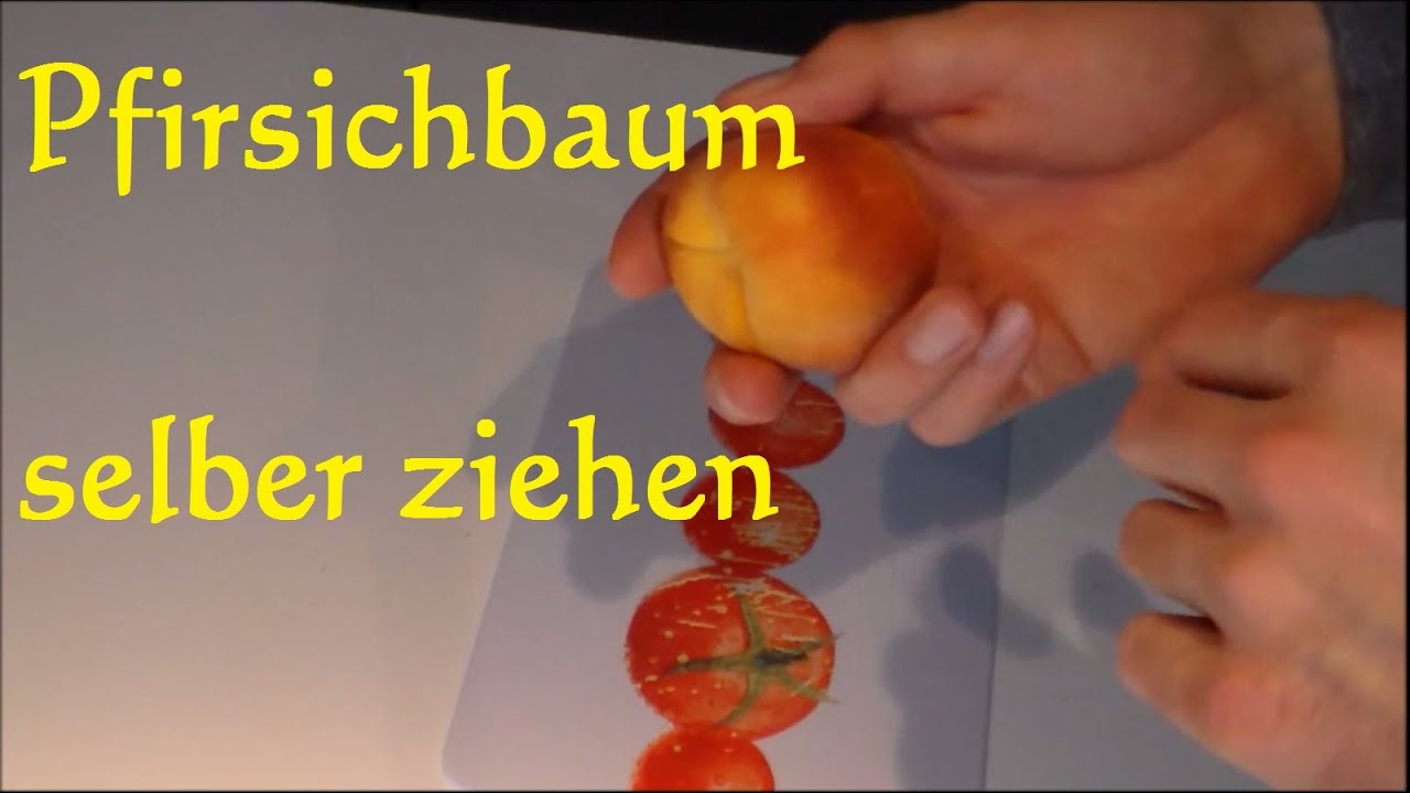 Pfirsichbaum selber ziehen - Nektarine und Pfirsich aus Kern ziehen