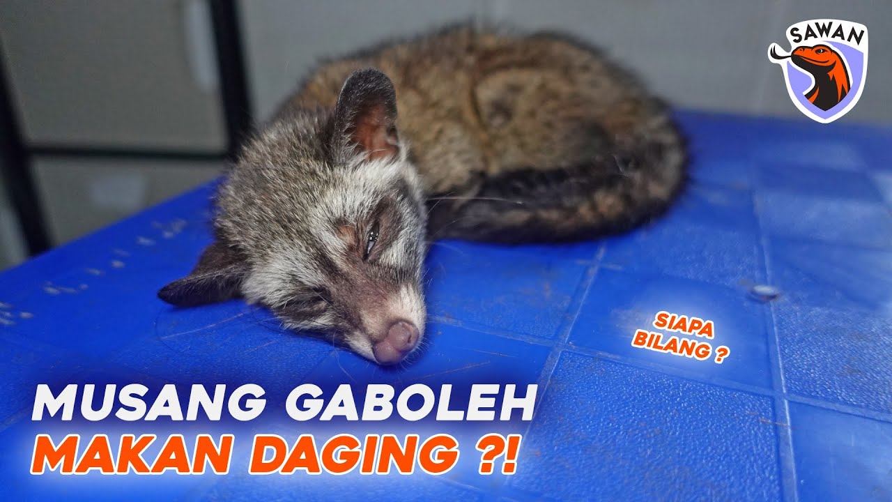 KENAPA MUSANG GABOLEH MAKAN DAGING ? #SAWAN