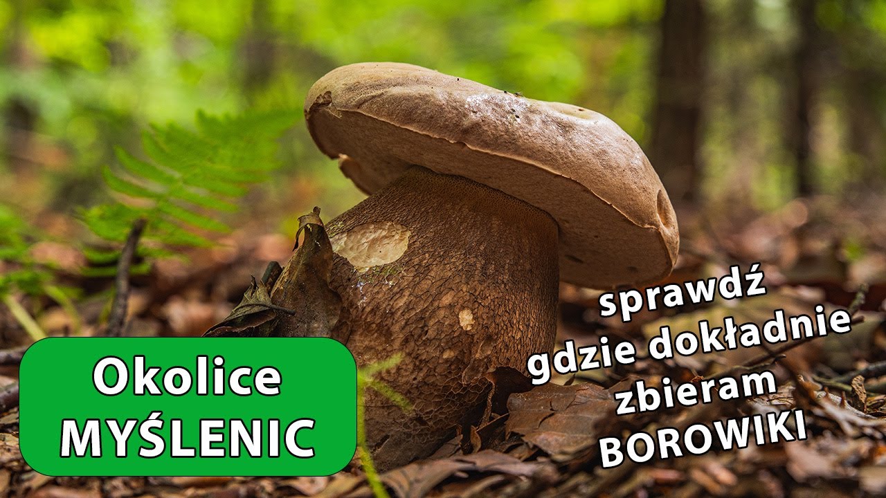Grzyby - Powiat Myślenicki - Małopolska - 19 czerwca 2024 r.