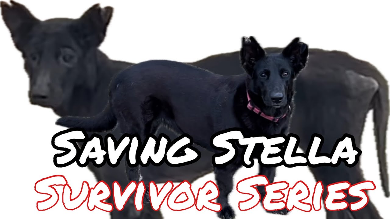 Saving Stella: a rescue story