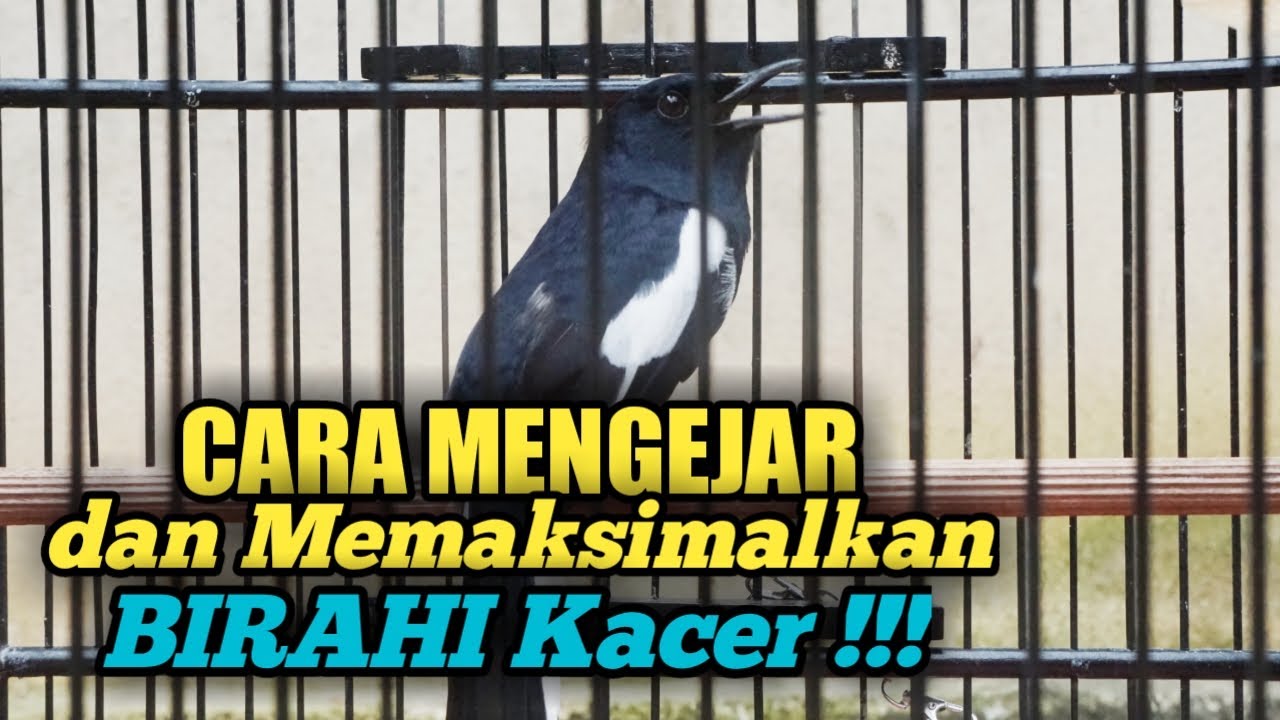 CARA MEMAKSIMALKAN BIRAHI KACER