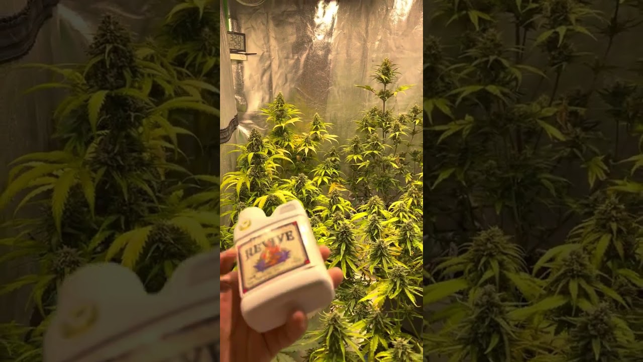 Seguimiento mixto automaticas del banco sweet seeds   6ta semana