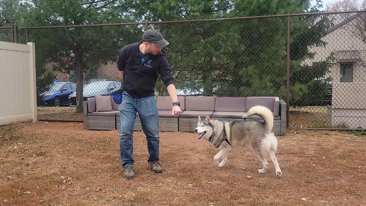 How to Teach Dogs to 