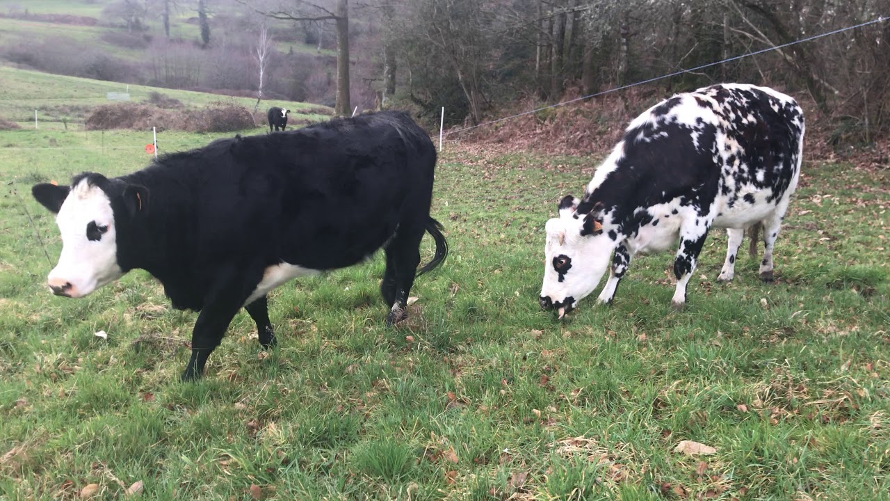 Rotational Grazing: Time to Change Paddocks