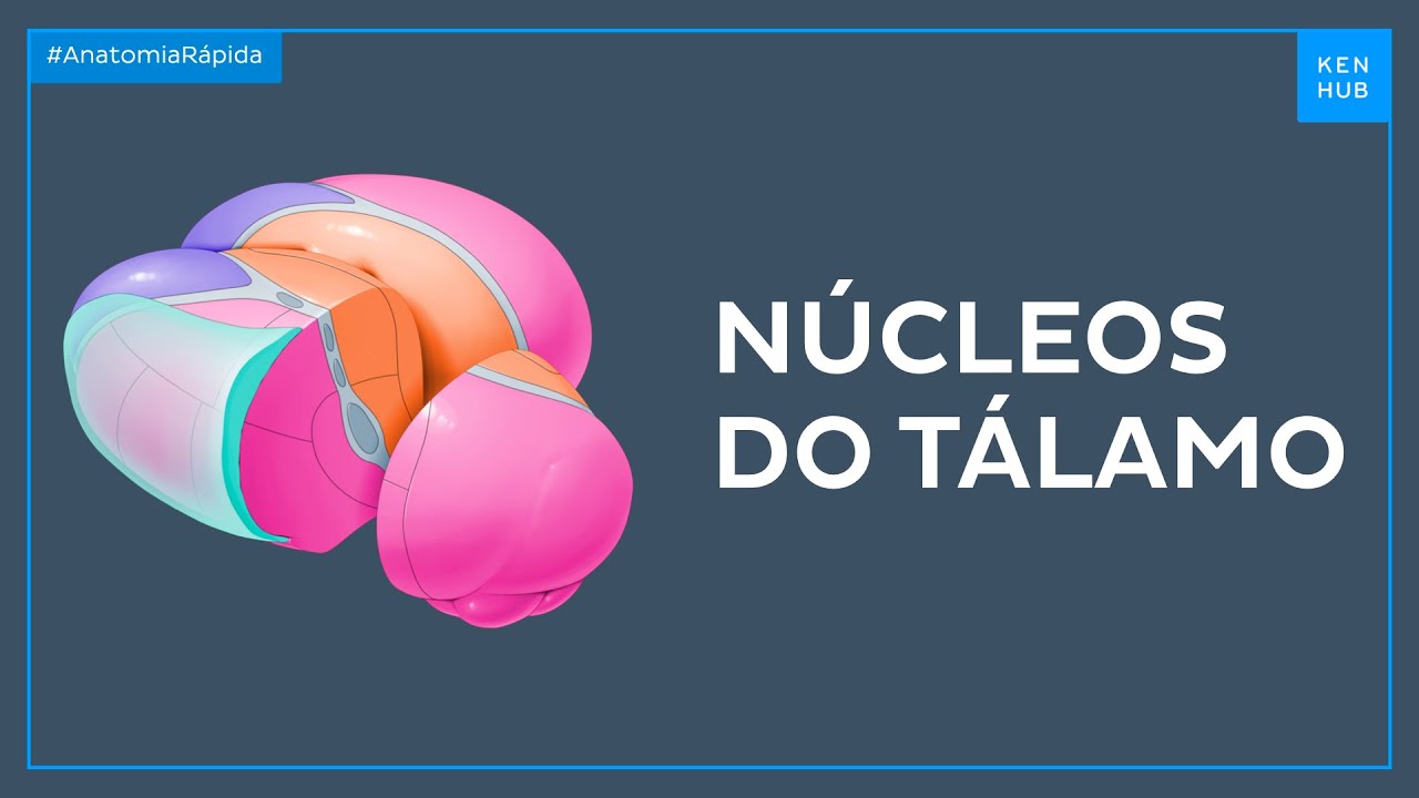 Tipos de núcleos do tálamo - Anatomia Fácil | Kenhub