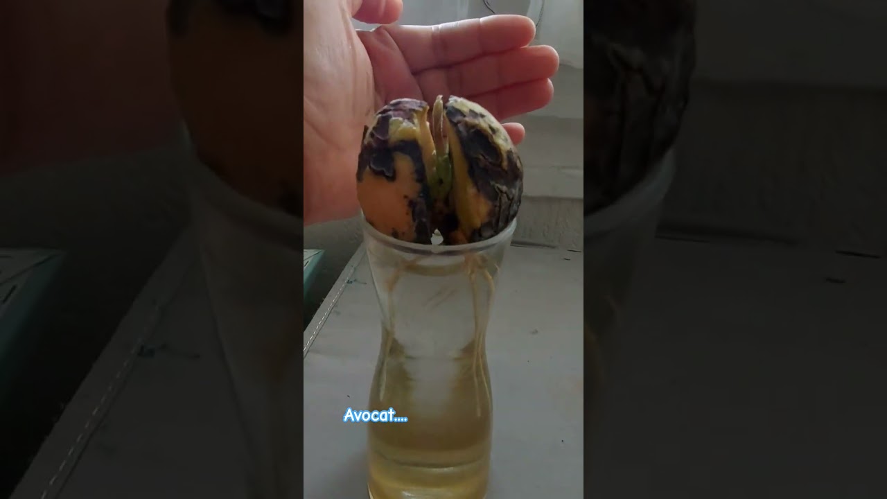 faire pousser... #lifeinfrance #avocat #avocado #indoorplants #frenchvlog #introvertlife