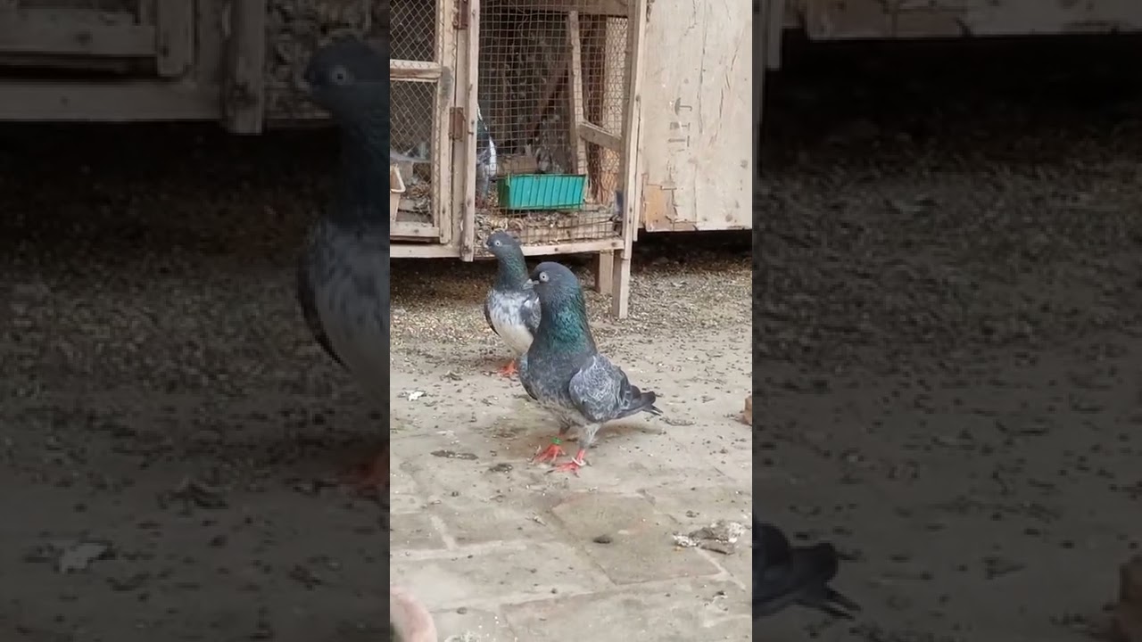 Dub Wala Jora ( World Famous Pigeon Breed )