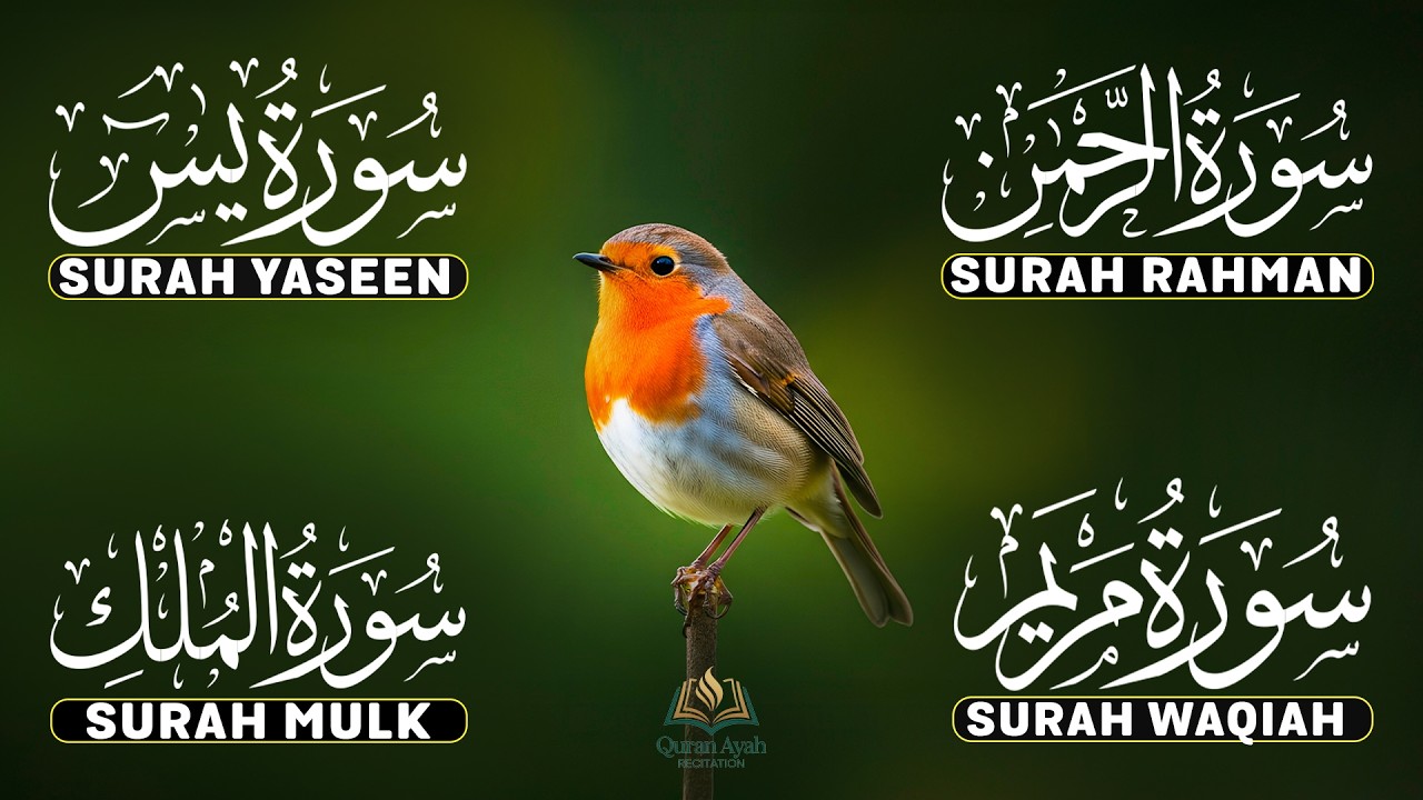 Calming Quran for Deep Sleep | Surah Yaseen, Rahman, Waqiah, Mulk | Reciter Ashraf Hussain | Ep-12