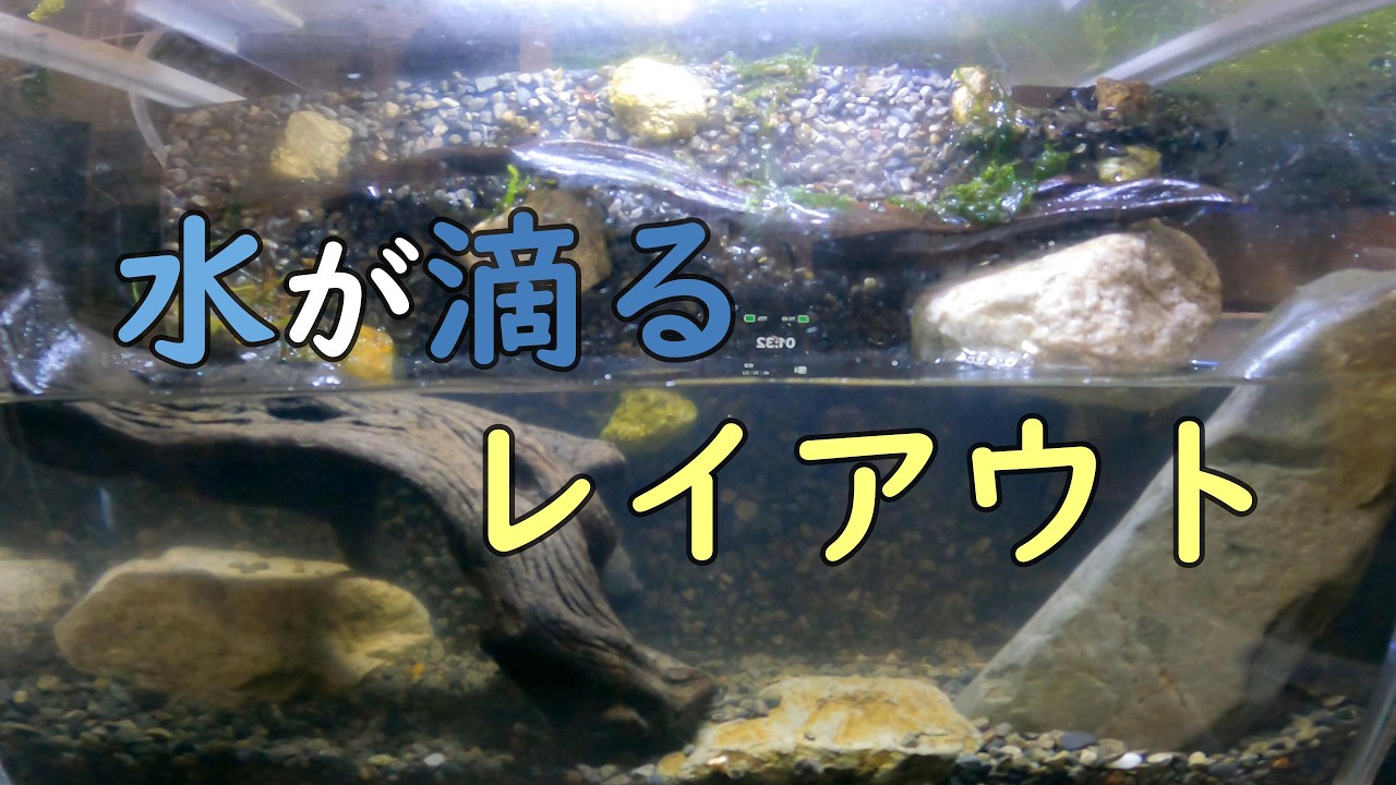 水の滴る新しいレイアウト水槽を作る！【アクアリウムVol.29】