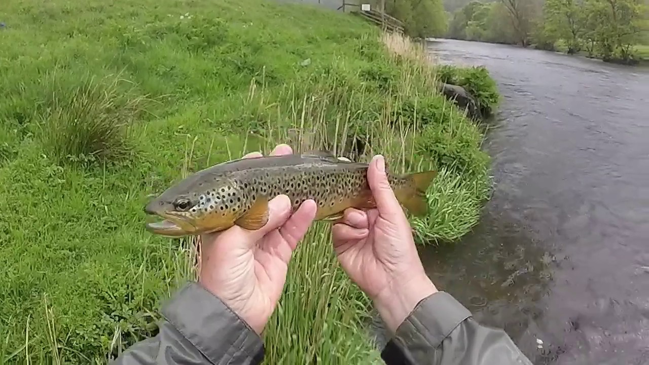 Fly fishing the Pipe Pool on the Welsh Dee with Bling Spiders
