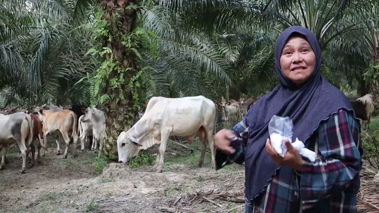 Usahawan PeladangNita Negeri Johor - Ternakan Lembu
