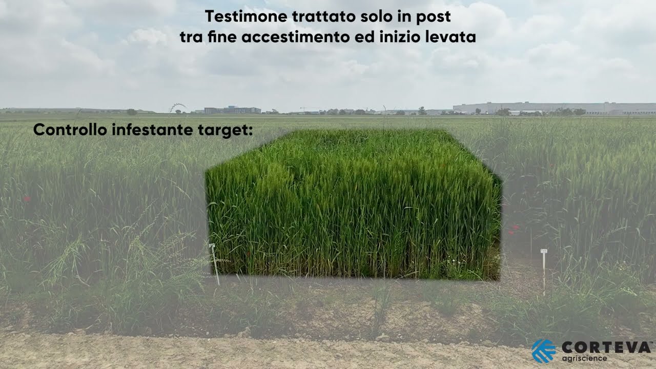 Erbicidi Eledura e Fencade Trio: le prove cereali 2024