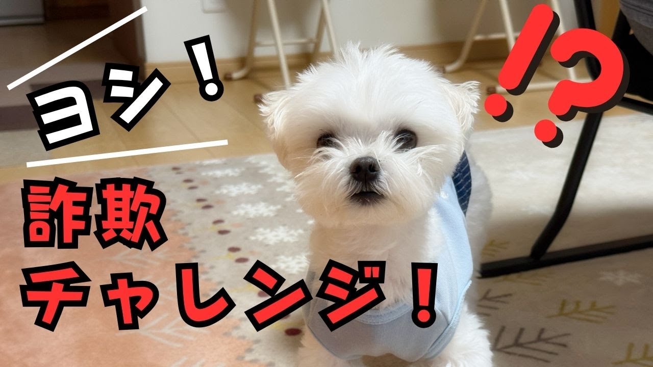 【やってみた】飼い主以外の