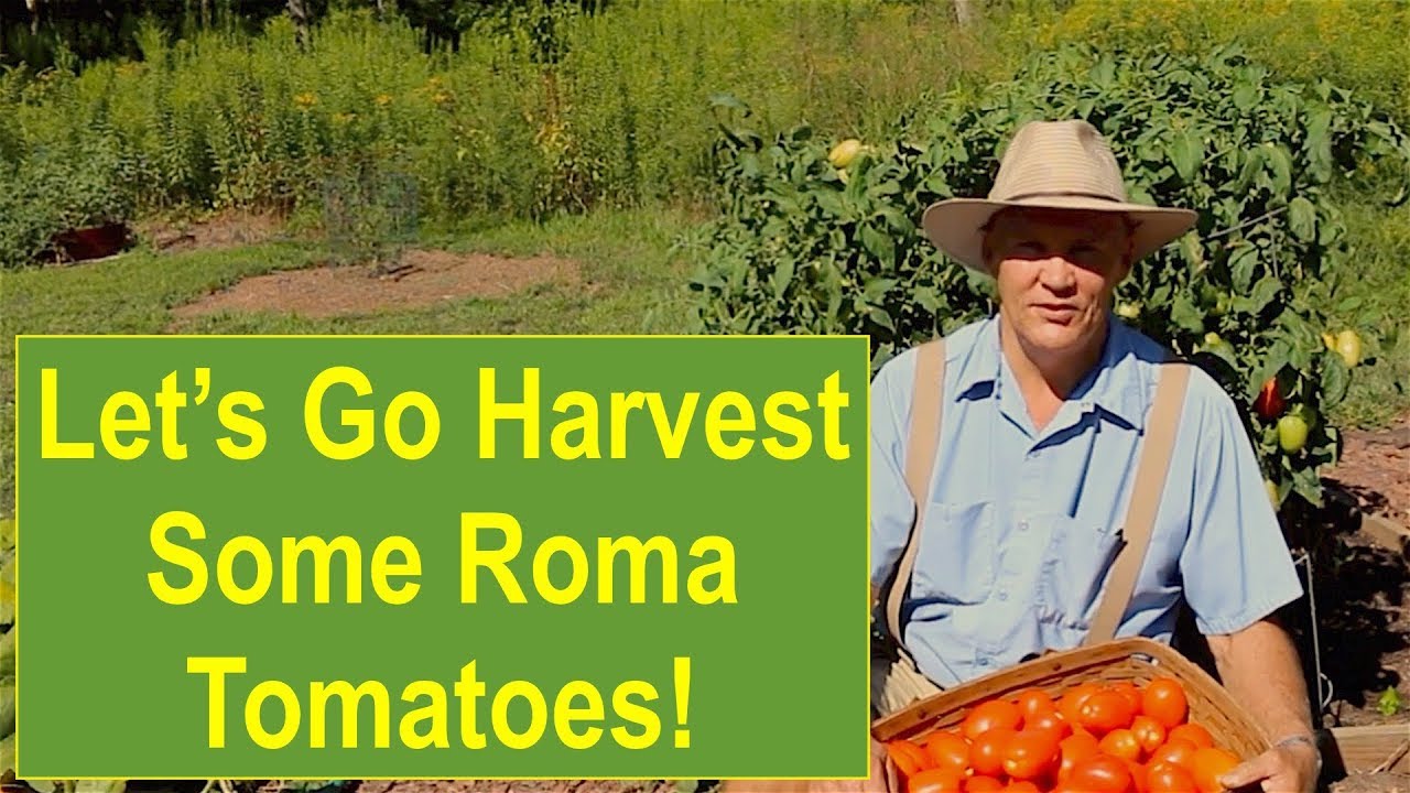 Пойдём собирать помидоры сорта Рома!