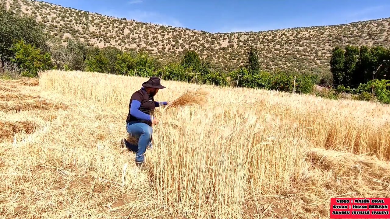 83- Stılilê De paleyî
