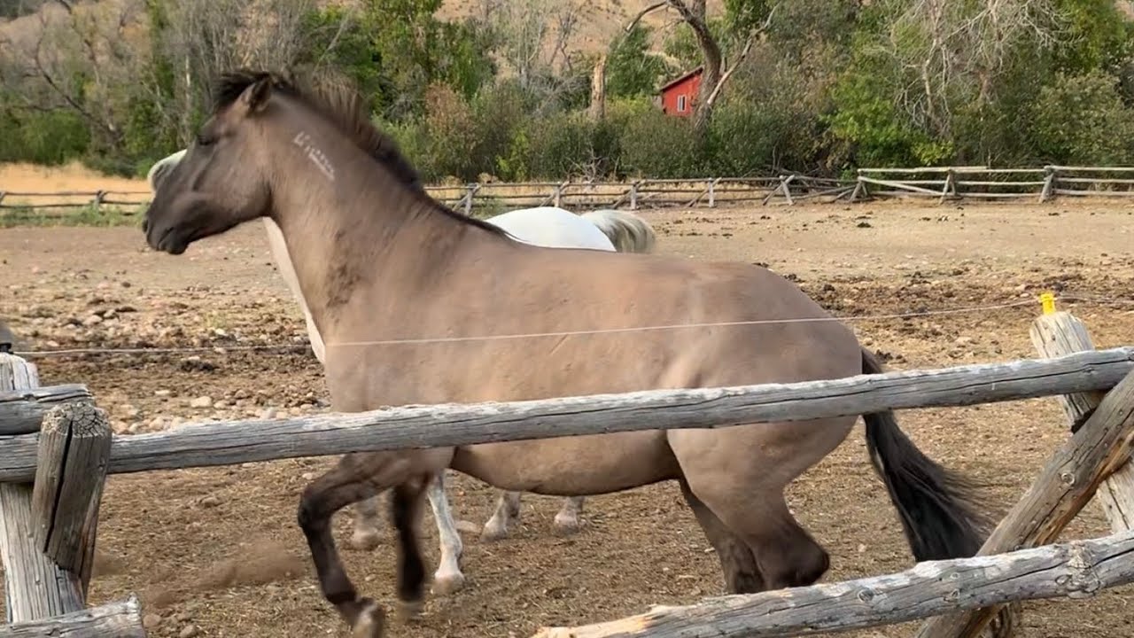 Horses First Time Touching The Electric Fence - A Must Watch!