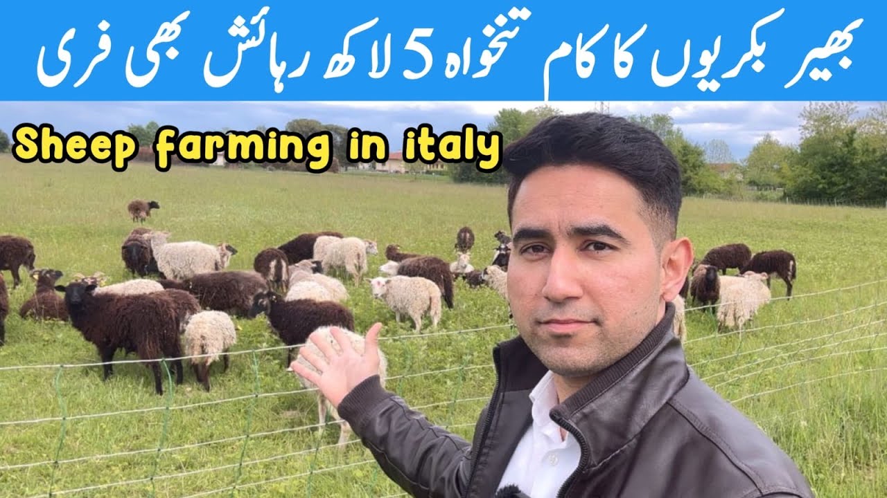Sheep Farming in Italy | Best Ever Job In Italy