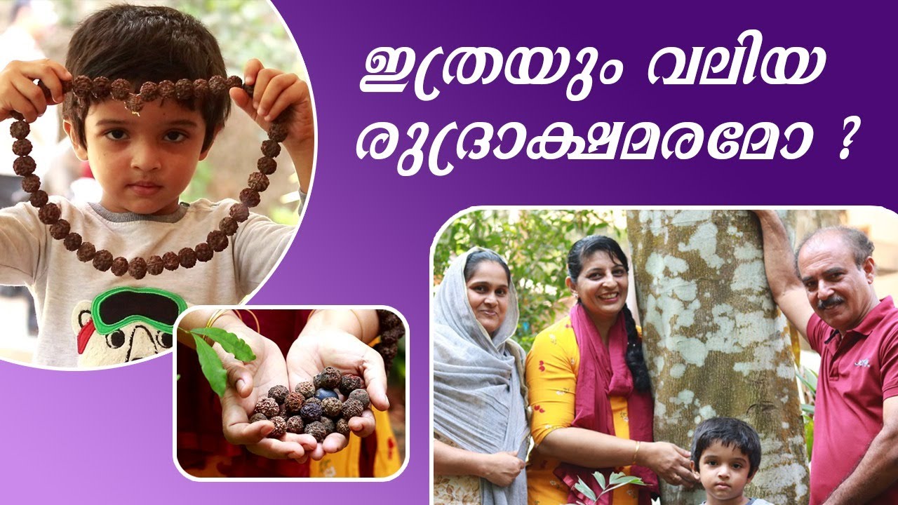 Keralathilum Rudraksham ithupole kayikummooo?|CALICUT #RUDRAKSHAM #KERALA
