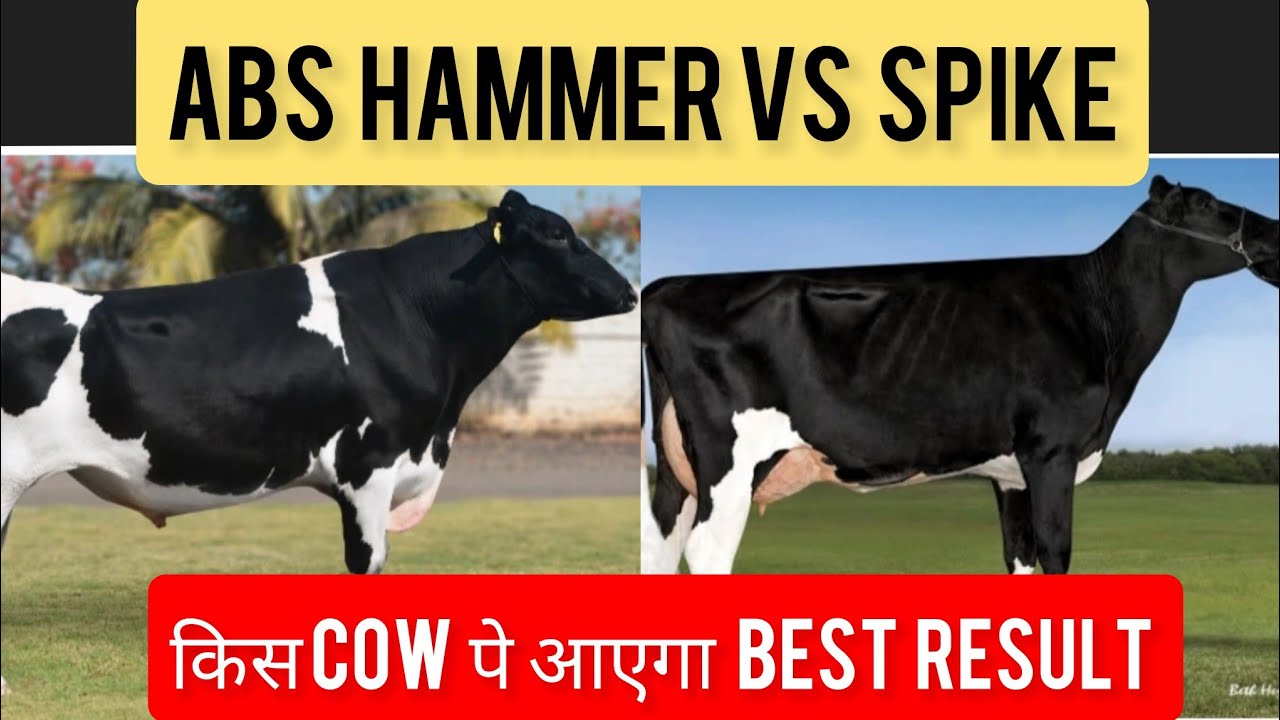 ABS HAMMER VS ABS SPIKE🐄कौन  सा BULL क्या IMPROVE करेगा 🐄FULL COMPARISON🐄IMPORTED HF BULL#mannfarms