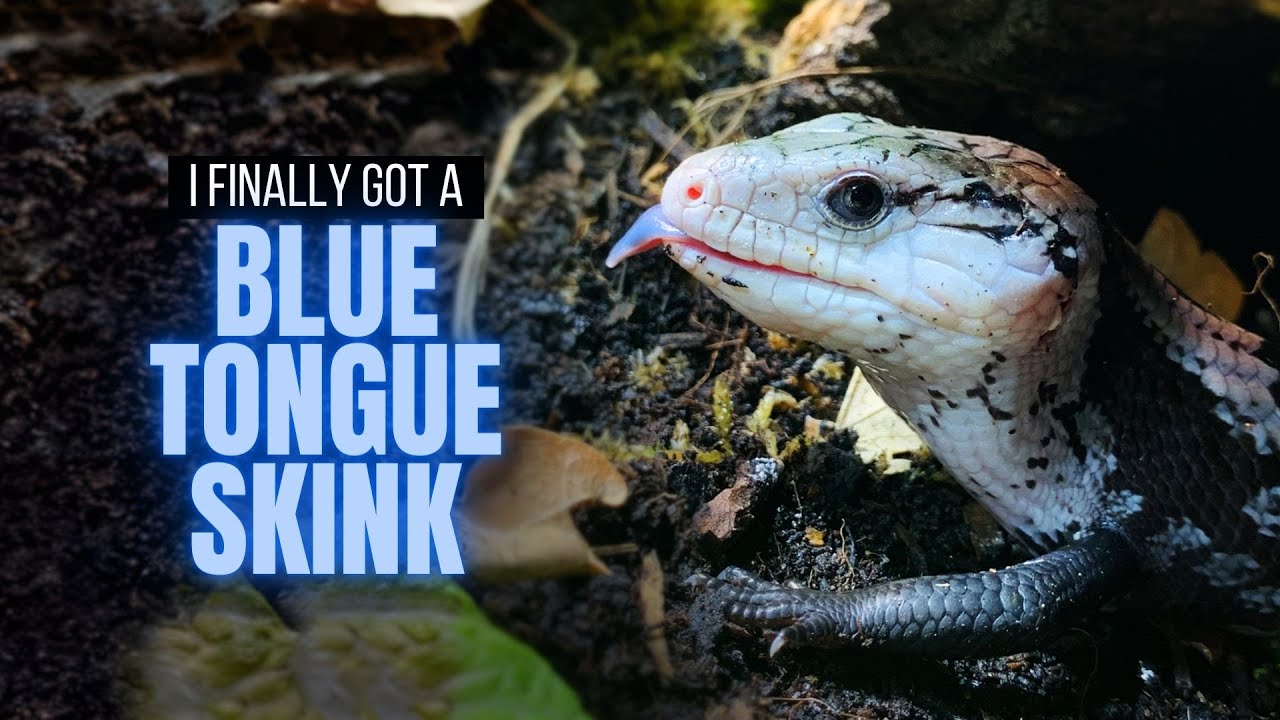 Meet My New Axanthic Indonesian Blue Tongue Skink