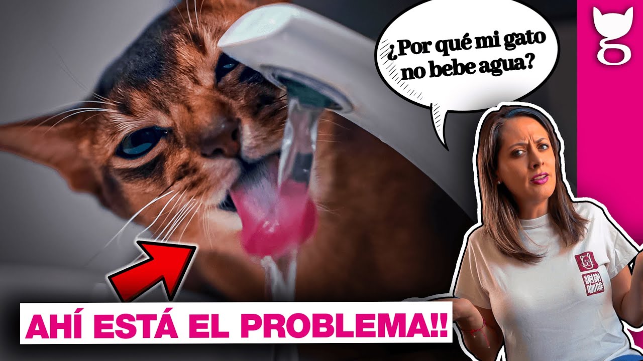 TU GATO ESTÁ DESHIDRATADO. ESTA ES LA RAZÓN 💦🙀 LA GATERÍA TV