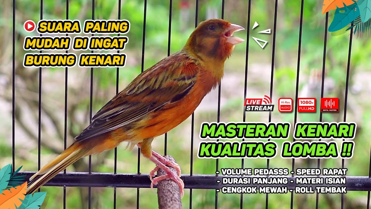 Kenari GACOR NGEREK‼️ Masteran Kenari PAUD dan Pancingan Kenari MACET BUNYI dan Betina NGIWIR - 202