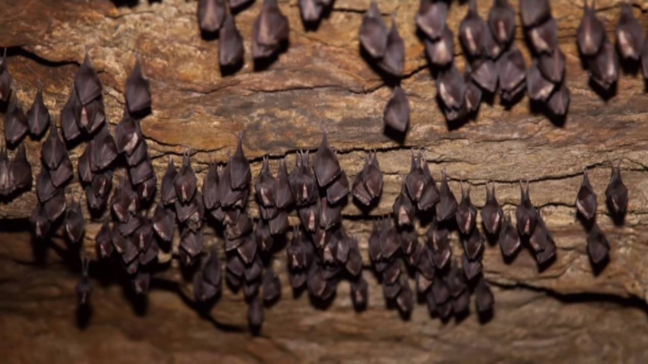 Lesser Horseshoe Bat