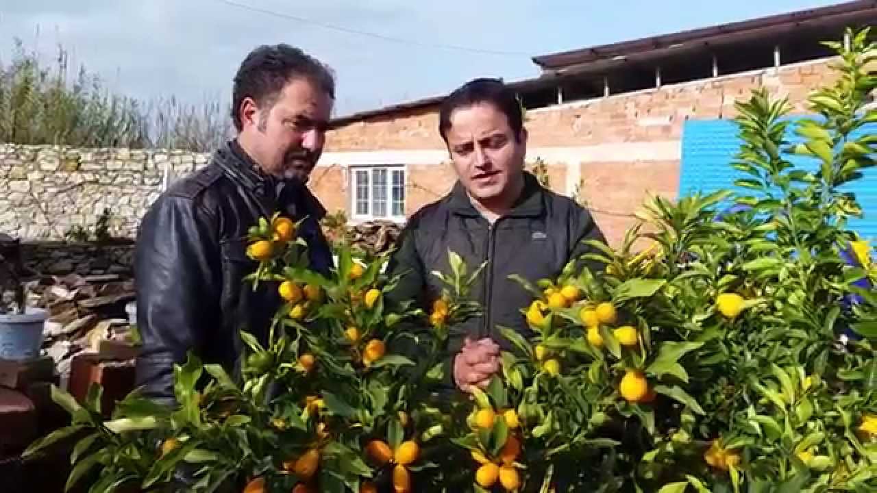 Kumkuat, Kamkat, Kumkat